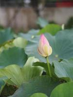 flor blanca nenúfar plantae, loto sagrado, frijol de la india, nelumbo, nelumbonaceae nombre flor en estanque flores grandes brotes ovalados rosa extremo cónico centro de los pétalos están hinchados naturaleza verde en la piscina foto