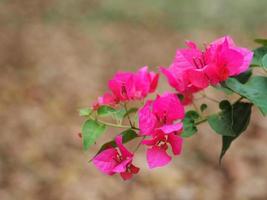 Magnoliophyta Scientific name Bougainvillea Paper flower pink color on blurred of nature background photo