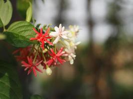 Rangoon Creeper, Chinese honey Suckle, Drunen sailor, Combretum indicum DeFilipps name red pink and white flower blooming in garden on blurred of nature background photo