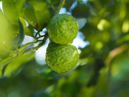 Leaves kaffir lime, Leech Lime Citrus hystrix DC Scientific name rough skin green vegetable on tree in garden nature background photo