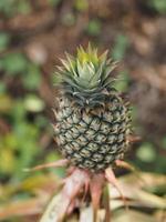 The pineapple tree is bearing fruit in on blurred nature background photo