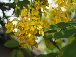 Cassia fistula, Golden Shower Tree yellow flower blooming beautiful bouquet in garden blurred of nature background photo