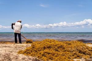 Mexican worker picking seaweed from sargassum on the beach. photo