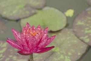 Pink water lily on the leaves and natural pool background. lotus flower. photo