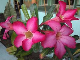 Close-up of a reddish pink frangipani flower. The green leaf background is a bit blurry. Front view. photo