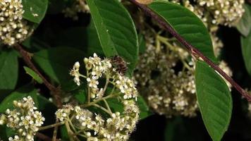 l'abeille recueille le pollen des fleurs blanches d'un arbre au ralenti video