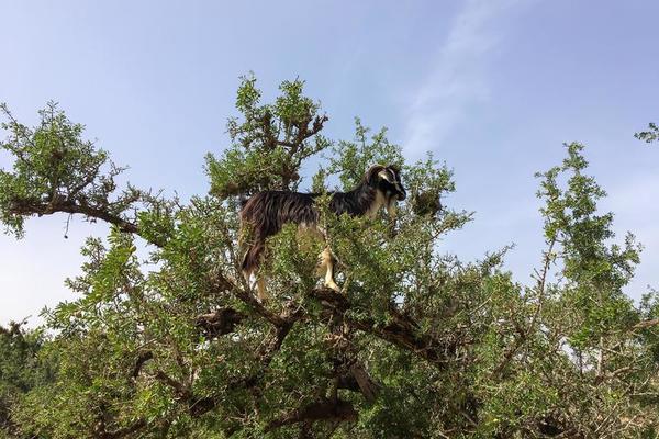 Goat climbing the argan oil tree in Morocco 8084197 Stock Photo at Vecteezy Goat climbing the argan oil tree in Morocco 8084197 Stock Photo at Vecteezy
