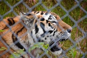 gran cabeza de tigre vista a través de una cerca del parque foto