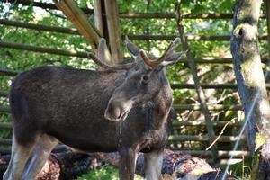 Moose standing with water dripping from the mouth photo