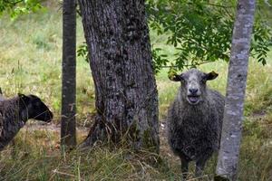 Grey sheep bleats in front of a camera photo