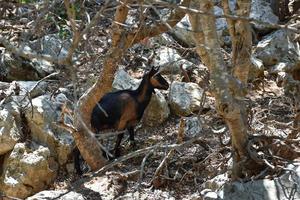 cabra salvaje cretense krikri en un valle de montaña foto