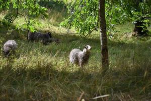 Grey sheeps in a green grass forest in Sweden photo