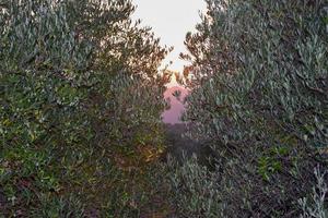 puesta de sol rosa vista a través de las ramas de los árboles de aceite de oliva en creta foto