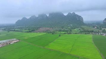 Aerial view of beautiful Green rice field before harvest and before harvest concept agriculture plants for background.