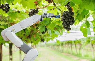 Agricultural robot assistant harvesting grapes to analyze the grape growth, Smart farm concept photo