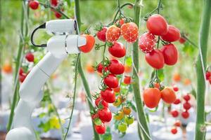 Image processing technology was apply with The robot to used to harvesting tomatoes in agriculture industry photo
