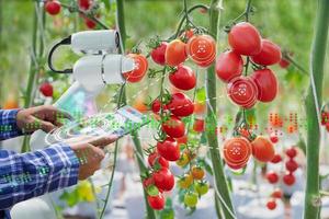 agricultor que usa un robot de control de tableta digital para cosechar tomates en la industria agrícola, concepto de granja inteligente de tecnología agrícola foto