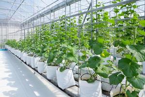 Cantaloupe melons young plant growing in greenhouse organic farm photo