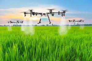 drones agrícolas vuelan para rociar fertilizantes en los campos de arroz foto