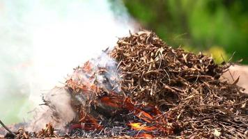 foglie secche che bruciano fiamme e fumo dalle foglie che bruciano le ustioni delle foglie sono dannose per l'ambiente. foglie bruciate nel giardino. video