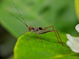 foto en primer plano de insectos grillos hermosos