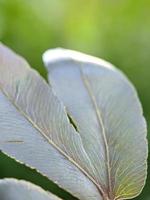 macro nature photography, detail of forest leaves, background photo