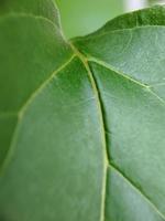 macro nature photography, detail of forest leaves, background photo