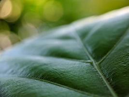 macro nature photography, detail of forest leaves, background photo