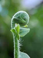 macro nature photography, detail of forest leaves, background photo