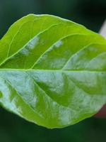 macro nature photography, detail of forest leaves, background photo