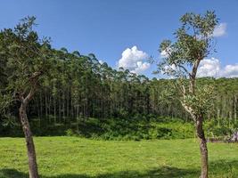 landscape, nature in the hills and trees photo