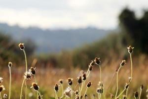 Grass flowers with backlit and blur background photo