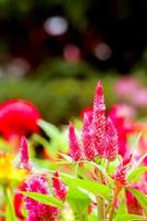 Wild cockcomb, red flowers cylindrical inflorescences, single with green leaves and blur background. photo