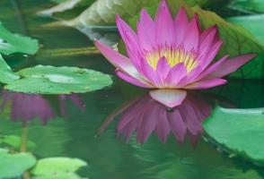 Pink lotus and yellow fallen with reelection on the water . close up. photo