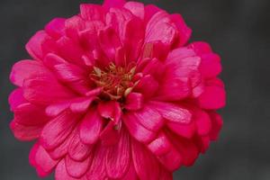 Red flowers, Zinnia, multilayer petals with back background. photo