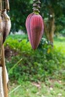 close up of fresh banana blossom on the tree photo