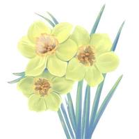 blooming flowers of yellow daffodil flower vector illustration