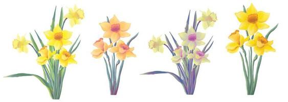 blooming yellow daffodils set, Narcissus spring flowers, vector isolated