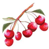 a bunch of cherry fruit on a branch with leaves, sakura fruit illustration