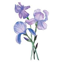 Bouquet of blue irises in a bunch watercolor illustration vector