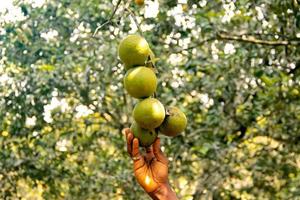 Hand of a person plucking a group of oranges hanging on an orange tree photo