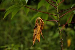 Dry cassava leaves among green ones photo