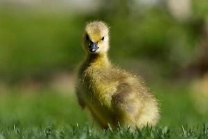 gosling de ganso de canadá en la hierba. capturado en richmond hill, ontario, canadá. foto