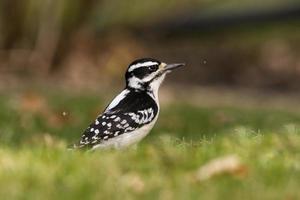 pájaro carpintero peludo femenino en un campo. capturado en richmond hill, ontario, canadá. foto