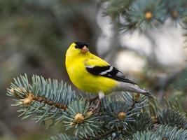 American Goldfinch perched on a pine tree. Captured in Richmond Hill, Ontario, Canada. photo
