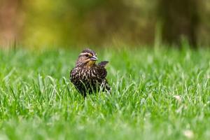 Female Red-winged Blackbird photo