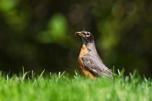 petirrojo americano en la hierba con su pico lleno de insectos. capturado en richmond hill, ontario, canadá. foto