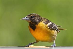 oropéndola de baltimore hembra alimentándose de una naranja. capturado en richmond hill, ontario, canadá. foto