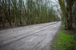 Empty narrow countryside road surrounded by high green trees photo