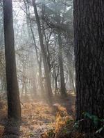 frosty morning in winter photo